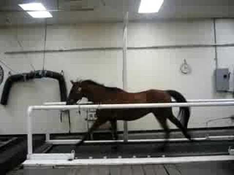 Horse Treadmill